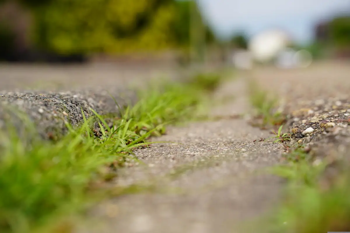 Prace opryskowe chwastów w Dębicy zaplanowane na 28 lipca